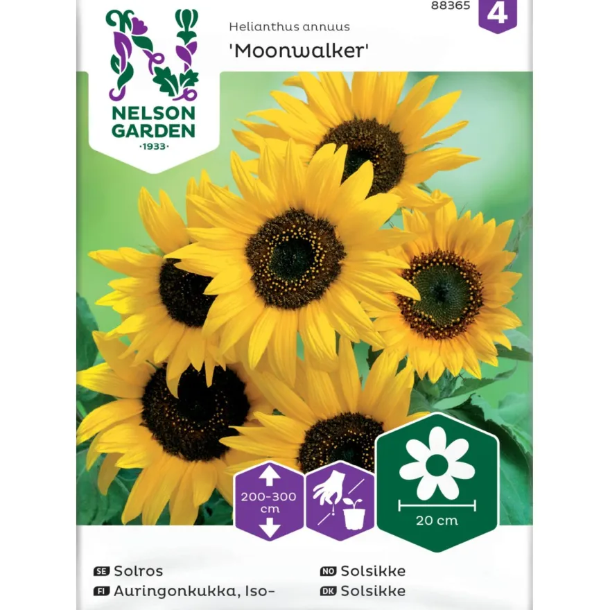 Isoauringonkukka Nelson Garden Moonwalker, siemenet