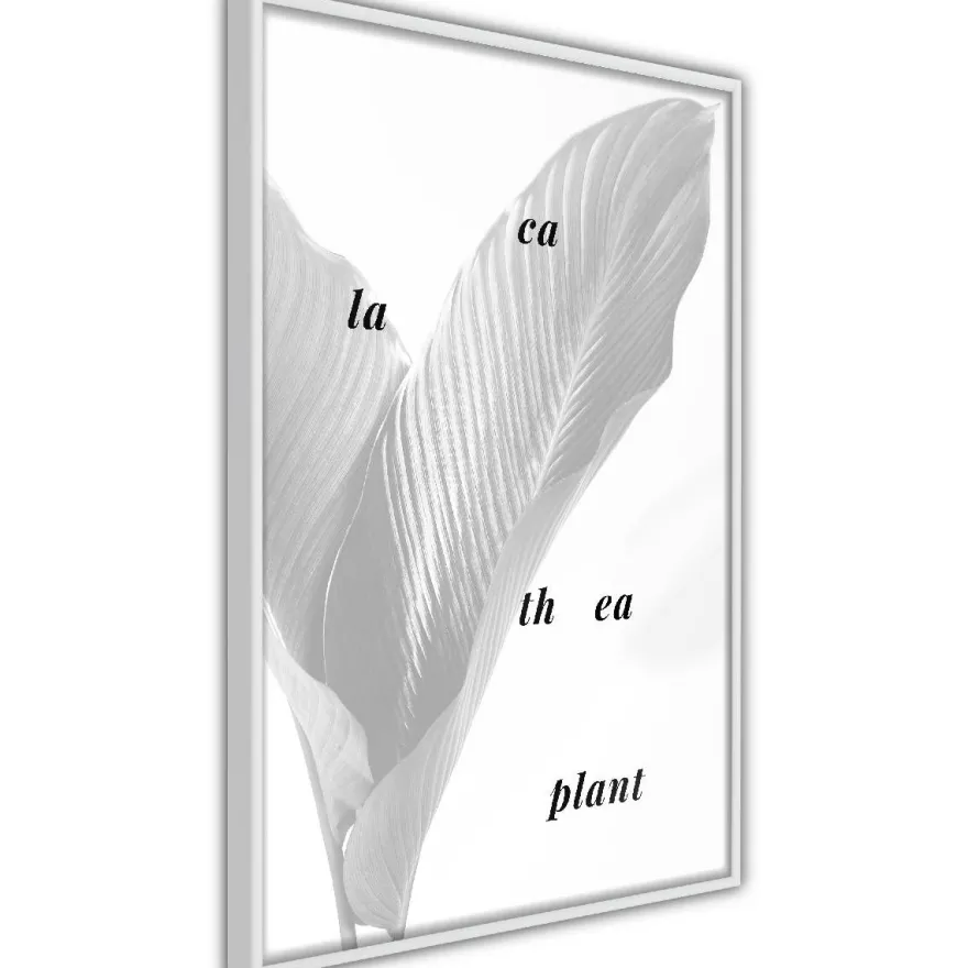 Juliste Artgeist Calathea Plant, kehyksillä, eri kokoja