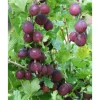 Karviainen Ribes Viheraarni Lepaan Punainen