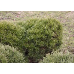 Kääpiövuorimänty Pinus mugo var. Pumilio Viheraarni 25-30