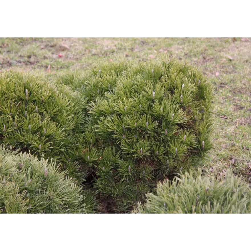 Kääpiövuorimänty Pinus mugo var. Pumilio Viheraarni 25-30