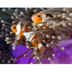 Kuvatapetti Artgeist Clownfish, eri kokoja