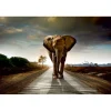Kuvatapetti Dimex Walking Elephant, 375x250cm, harmaa
