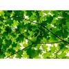 Kuvatapetti Rebel Walls Maple Leaves, non-woven, mittatilaus