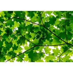 Kuvatapetti Rebel Walls Maple Leaves, non-woven, mittatilaus