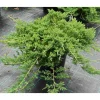 Laakakataja Juniperus hor. Viheraarni Prince of Wales 30-40