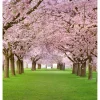 Maisematapetti Dimex Cherry Trees, 225x250cm