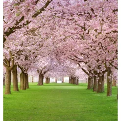 Maisematapetti Dimex Cherry Trees, 225x250cm