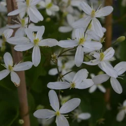 Mantsuriankärhö Clematis mandschurica Viheraarni