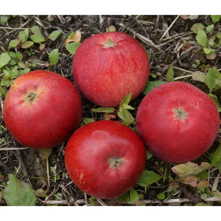 Omenapuu Malus domestica Viheraarni Punaposki