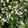 Pensashanhikki Dasiphora fr. Viheraarni Abbotswood
