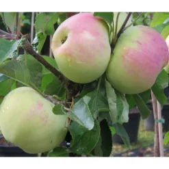 Pilariomenapuu Malus Viheraarni Medoc