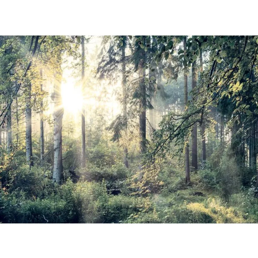Sisustustarra Artgeist Tales of a Forest, eri kokoja