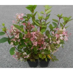 Syyshortensia Hydrangea paniculata Viheraarni Early Sensation