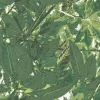 Tapetti Decor Maison Belle 5337-3, non-woven, kasvi, vihreä