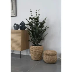Tekokasvi House Nordic Eukalyptuspuu, 120cm, vihreä