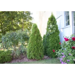 Timanttituija Thuja occ. Viheraarni Smaragd 100-120