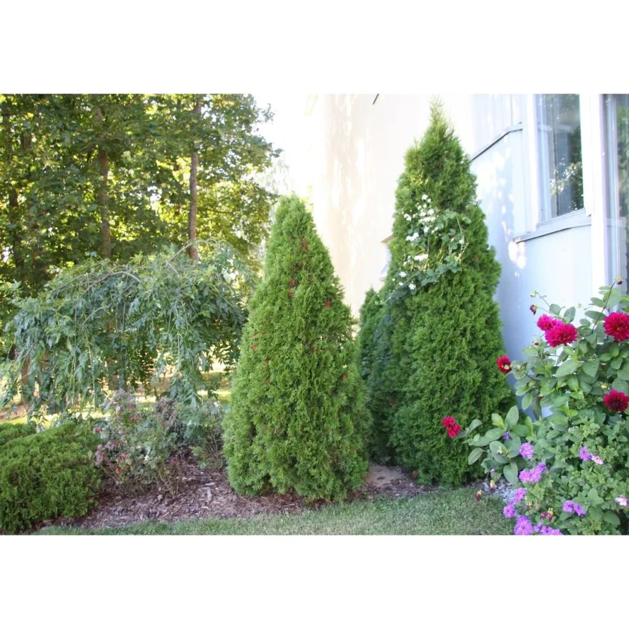 Timanttituija Thuja occ. Viheraarni Smaragd 100-120