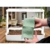 Timjamin siemenet Turfquick, kasvualustalla