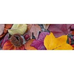 Välitilatarra Dimex Autumn Leaves, 180-350x60cm